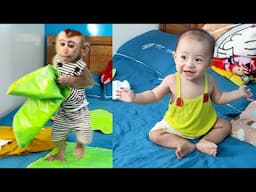 Monkey Kaka is very smart when he knows how to fold Diem's ​​clothes neatly.
