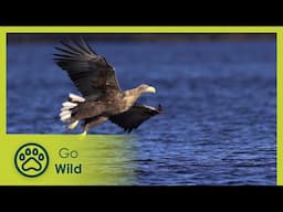 Through the Delta to the Sea | Living River 2/ 2 | Go Wild