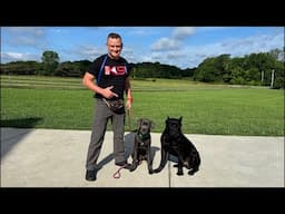 Live Dog Training FreeShaping Special!