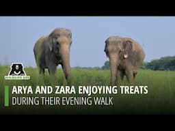 Watch Arya and Zara enjoy their evening walk whilst munching on treats!