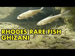 Rhodes Minnow (Ghizani) filmed in the wild