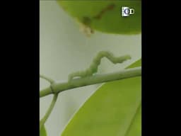 Hunting in packs is the best choice for the ants! See how they catch a worm | China Documentary