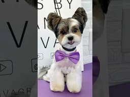 Biewer Grooming #biewerterrier #biewer #doggroomingtips #dogshorts
