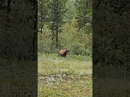 Grizzly Bear in Banff National Park #bear