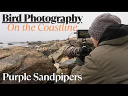 Bird Photography on the Coastline:  Photographing Purple Sandpipers with the Nikon Z9 and 400mm 2.8