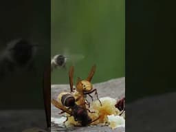 Hornet and honeybees