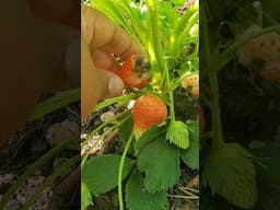 Strawberries, Rollie Pollies and Birds! Let's Chat #gardening #farmlife #growyourownfood