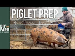 Preparing for lots of PIGLETS 🐷