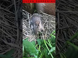 Adorable Baby Bunnies Found In My Raised Sweet Potato Bed