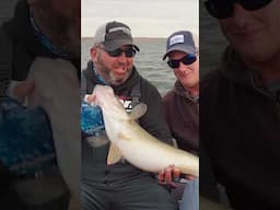 Huge Walleye