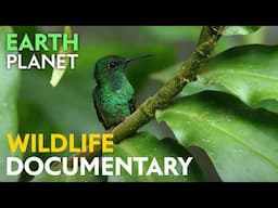 The Rainforest in the Clouds - Wildlife documentary | Jungle Planet | Nature Animal Documentary
