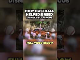 How Baseball Helped Breed Flamingos at Disney's Animal Kingdom #shorts #disney