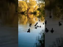 Ducks swimming #birds #wildlife #DreamScreenAI