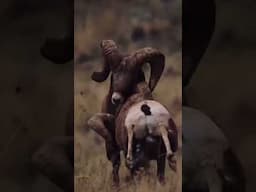 Bighorn Ram Rut Headbutts Caught in Slow Motion!