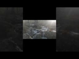 Relaxing Sounds of the woods| Homesteading