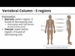 Vertebral Column