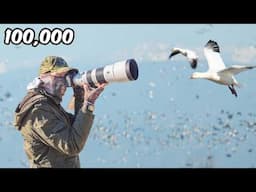 100,000 Birds Live in This California Marsh