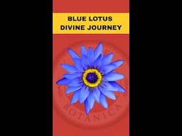 Blue Lotus Vision Journey