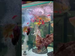 Monster fish live feeding #monsterfish #aquariumfish #aquarium