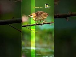 Yellow Bittern bird, Kingfisher, Green Heron