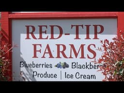 Red Tip Farms: Family Lessons, Fresh Eggs & a Berry Sweet Business in Pike County