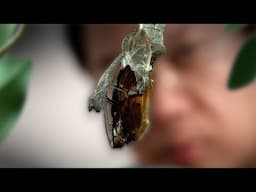Uncovering the Illegal Butterfly Trade (4K Documentary)