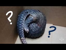 Meet the Endangered Pangolin