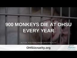 Monkeys Are Suffering And Dying At OHSU Annually