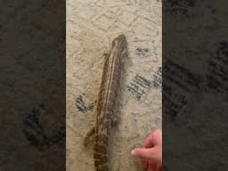 Blue tongue skinks are an excellent log of lizard 🪵+🦎=👌🏻