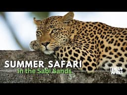 Summer on Safari in the Sabi Sands