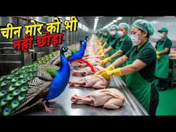 😨 चीन के सीक्रेट Peacocks फार्म का चौंकाने वाला खुलासा! 😱 China Is Farming Peacocks?