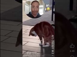 Funny cat or Compulsive Behavior?