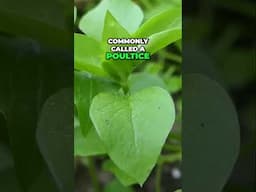 Chickweed: Winter Nutrient Boost & Natural Remedy