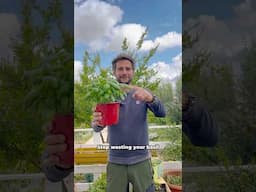 Stop wasting your Basil 🌱 Here is how to harvest it & make it regrow 💚 #gardening #basil