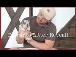 Ferrari's French Bulldog Litter Reveal!