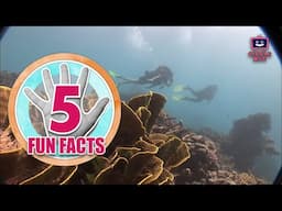 FIVE FACTS ABOUT the Great Barrier Reef