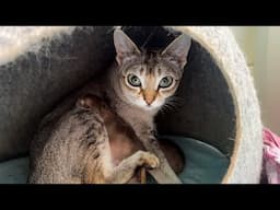 РОДЫ СИНГАПУРСКОЙ КОШКИ ХОЛЛИ