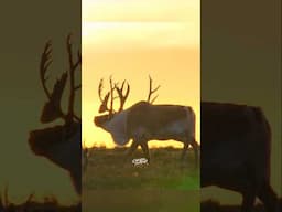 What a Bull! (Giant Woodland Caribou) #Newfoundland #canada #animals #wildlife