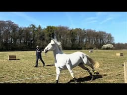 Horse is a nightmare to catch?? Can I help??