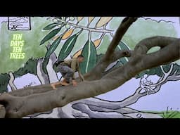 Free-climbing Tree and Watercolor Painting: Ten Days Ten Trees