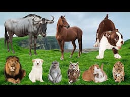Unforgettable Animal Encounters: Horse, Dog, Lion, Dog, Monkey, Save Cat - Animal Sounds