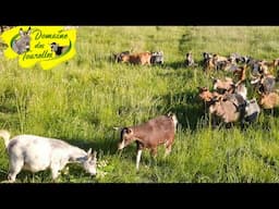Le retour du printemps ! 1ere sortie d'un des groupes de nos mini-chèvres