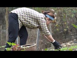 Gardening, organic fertilization for corn, growing squash and taking care of pigs