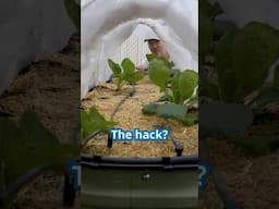 This Garden Hack will Keep Your Garden Healthy All Summer Long #gardenhacks