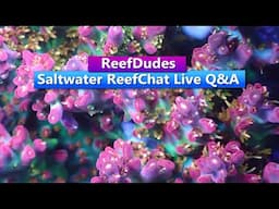ReefDudes Saltwater Reef Chat - Live Q&A