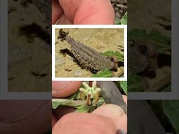 Milkweed Pollination, Up Close and Personal