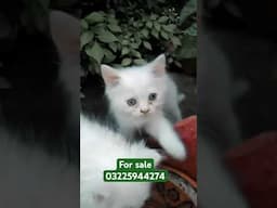 Beautiful kitten for sale.  Eid 2025 special offer