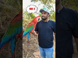 World's Second Largest Macaw - Green Winged Macaw | #RedandGreenMacaw #ShaikhTanveer #PetInfo