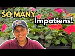 Impatiens From Seed  | What Worked & What Didn't | Take Cuttings & Propagate