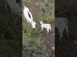 Our gala female goat gave birth